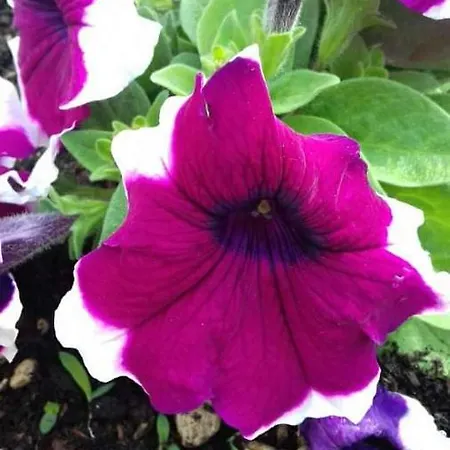 Acapulco Sul Mare San Mauro Mare