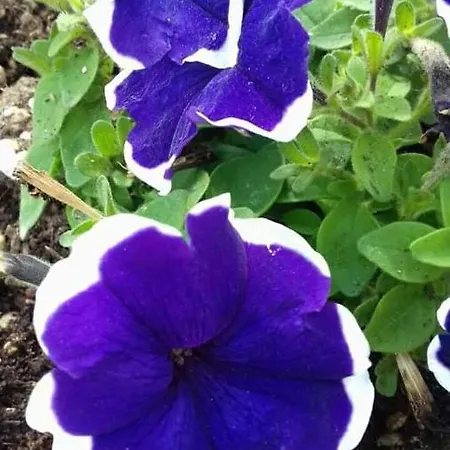 Ξενοδοχείο Acapulco Sul Mare San Mauro Mare