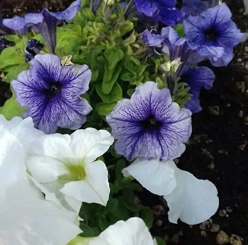 Acapulco Sul Mare Hotel San Mauro Mare