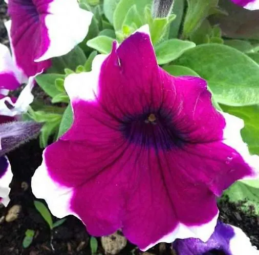 Acapulco Sul Mare San Mauro Mare