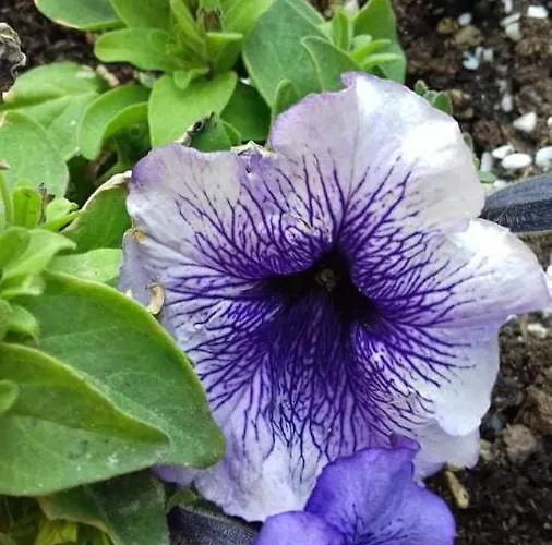 Acapulco Sul Mare Hotel 2*