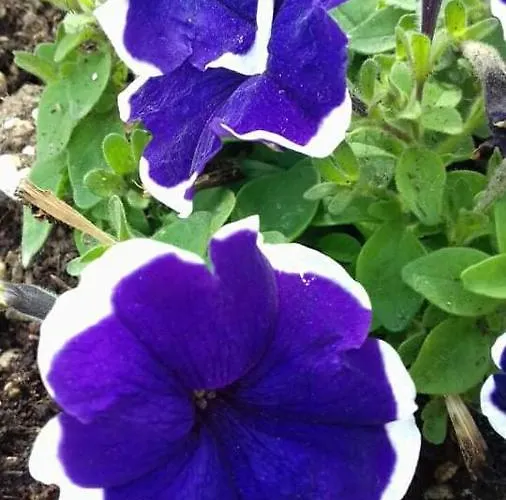 Hotel Acapulco Sul Mare San Mauro Mare